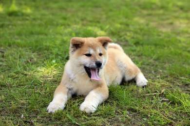 Photo of Funny adorable Akita Inu puppy in park