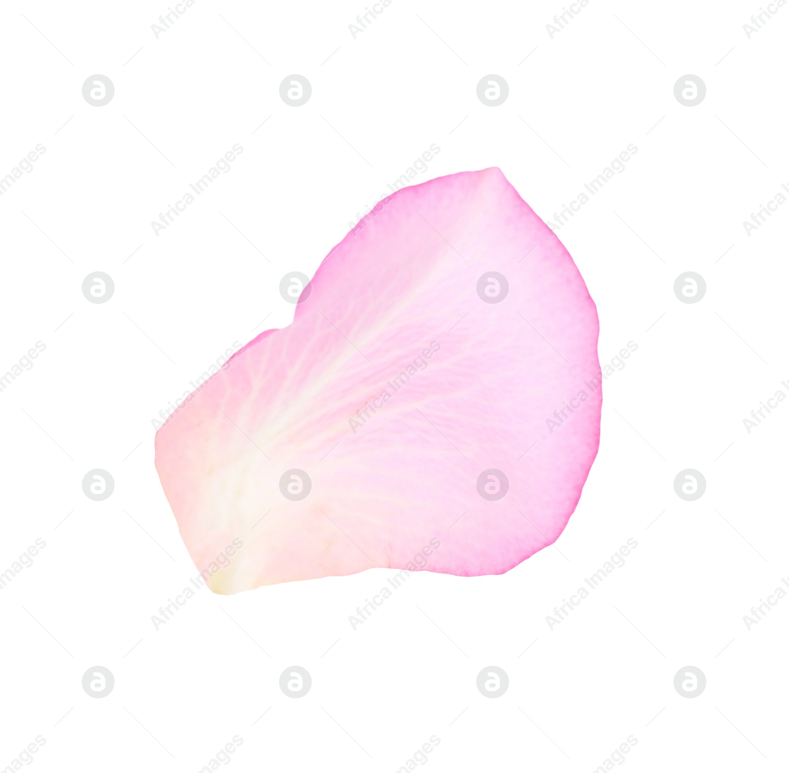 Photo of Tender pink rose petal isolated on white