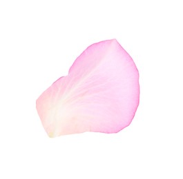 Photo of Tender pink rose petal isolated on white