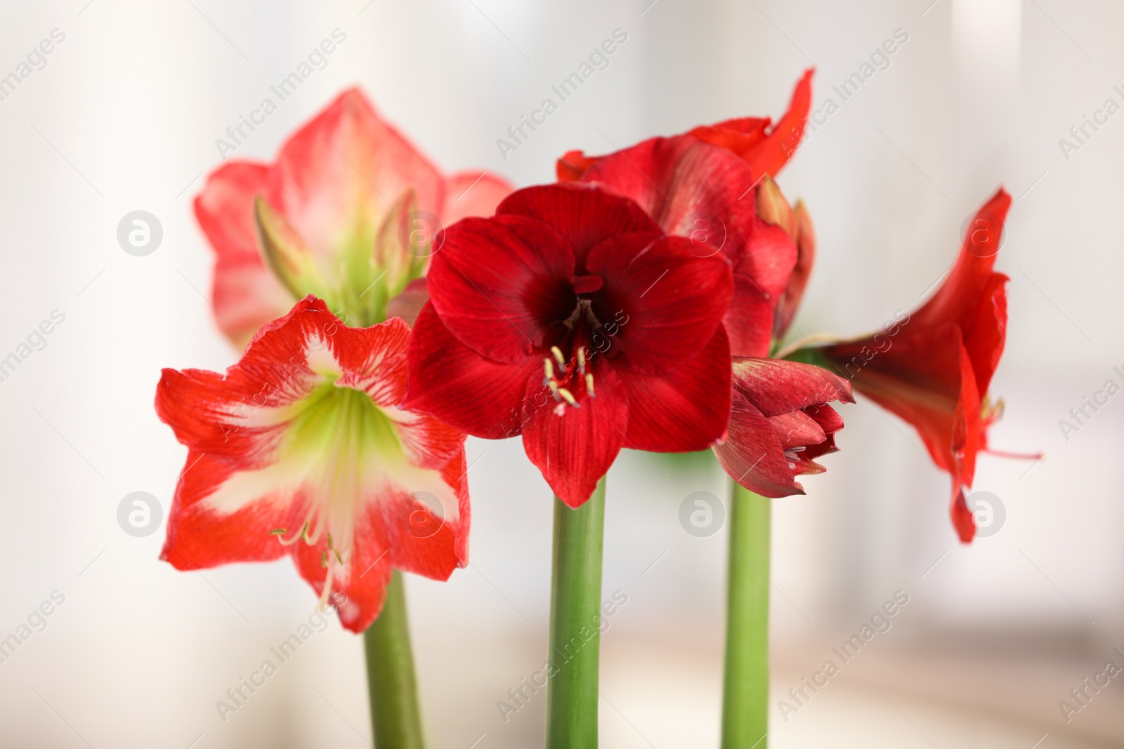 Photo of Beautiful red amaryllis flowers on light background, closeup