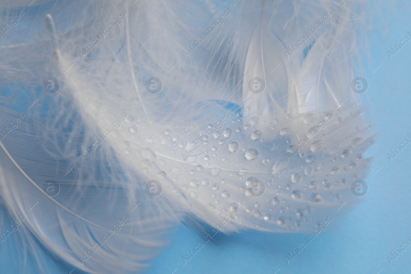 Photo of Fluffy white feathers with water drops on light blue background, closeup