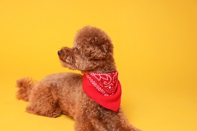 Photo of Cute Maltipoo dog with bandana on orange background