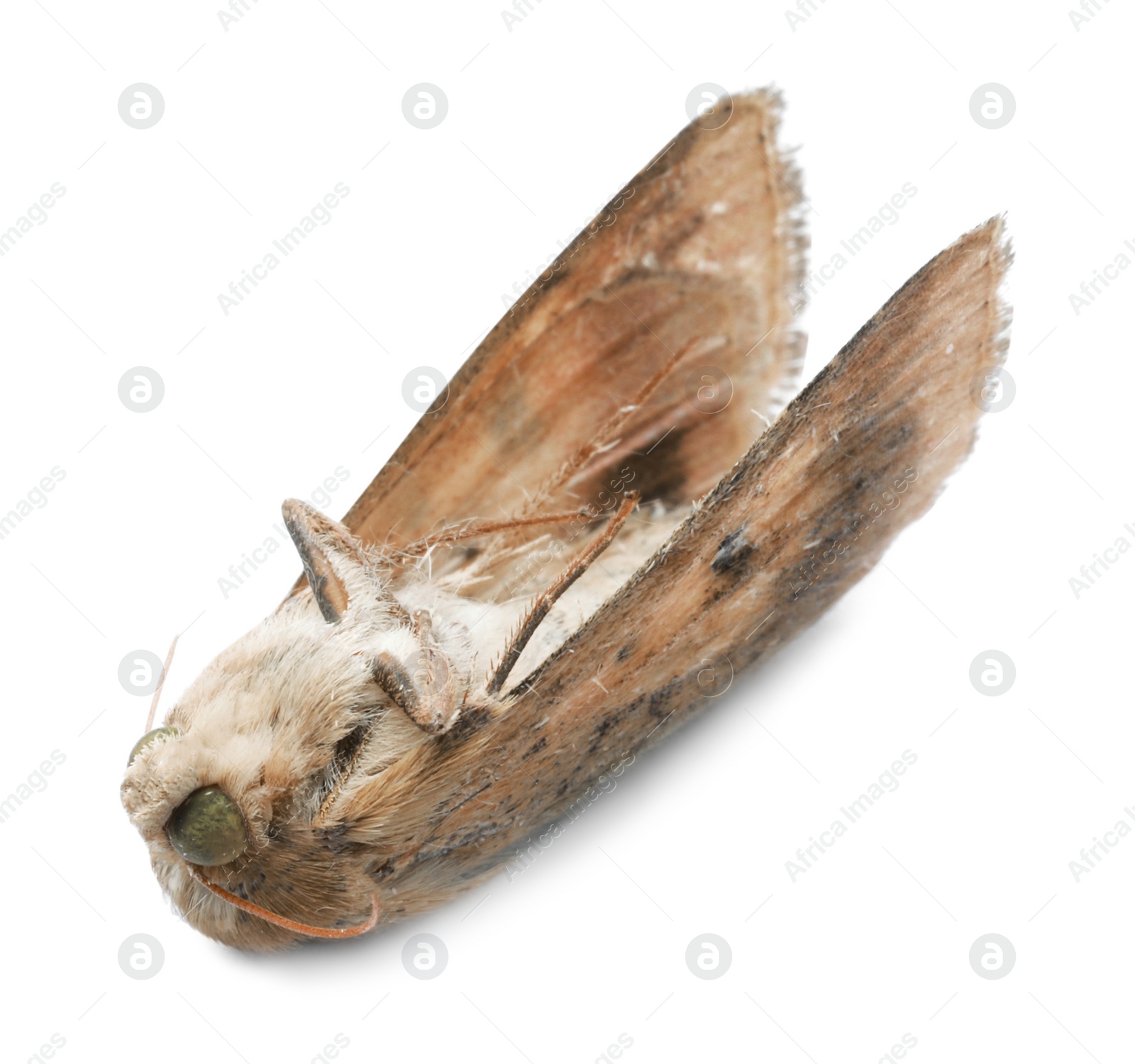 Photo of Dead corn earworm moth isolated on white