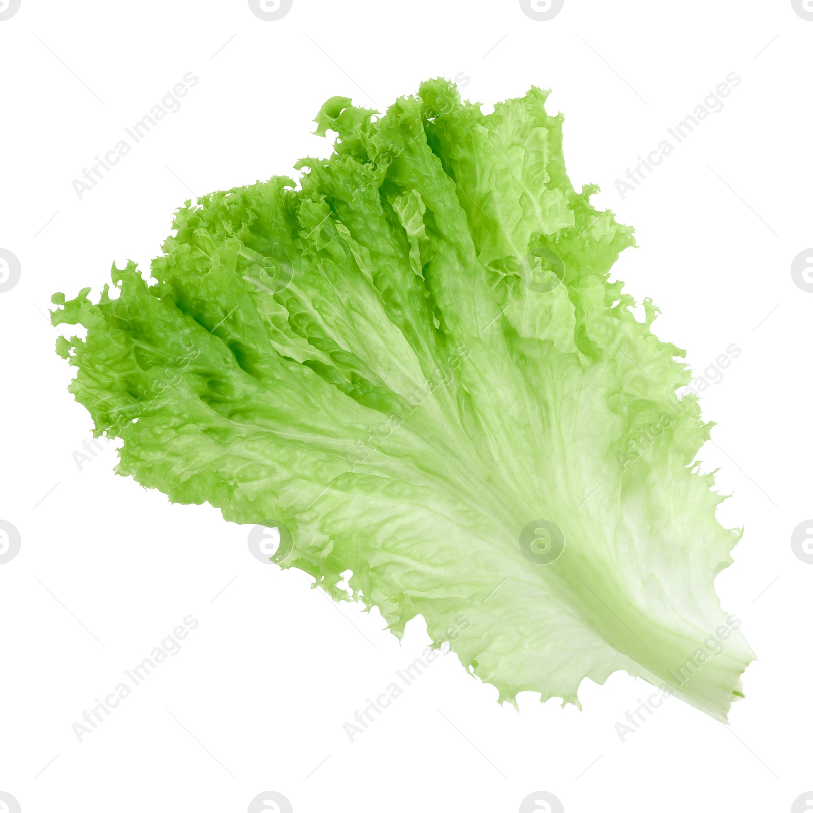 Photo of One green lettuce leaf isolated on white. Salad greens