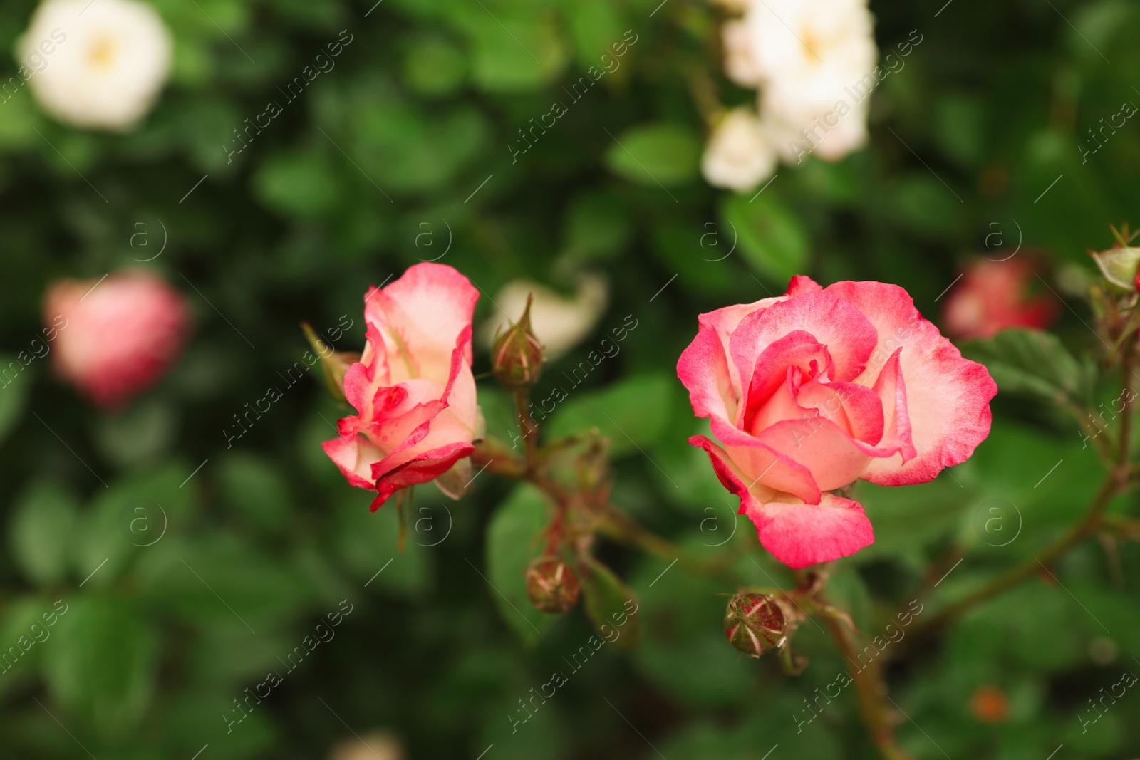 Photo of Beautiful blooming roses in garden on summer day