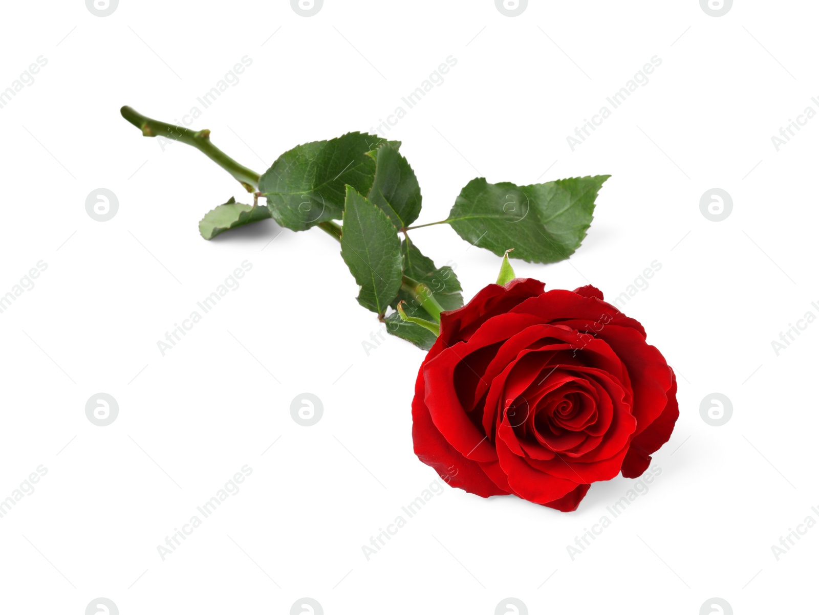 Photo of Beautiful fresh red rose isolated on white