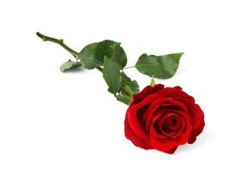 Photo of Beautiful fresh red rose isolated on white