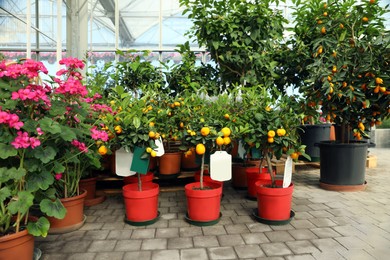 Photo of Garden center with blooming plants and fruit trees