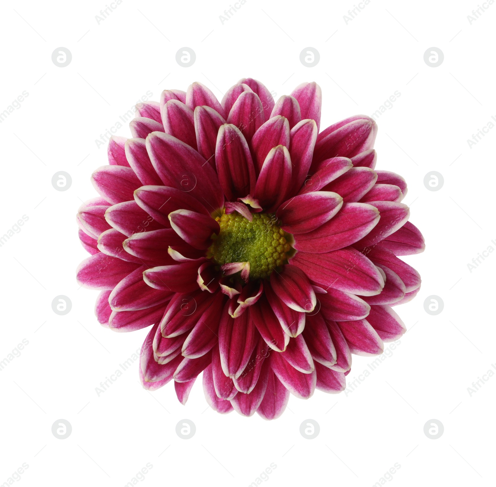 Photo of Beautiful blooming chrysanthemum flower isolated on white