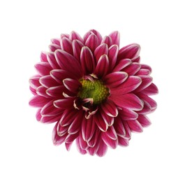 Photo of Beautiful blooming chrysanthemum flower isolated on white