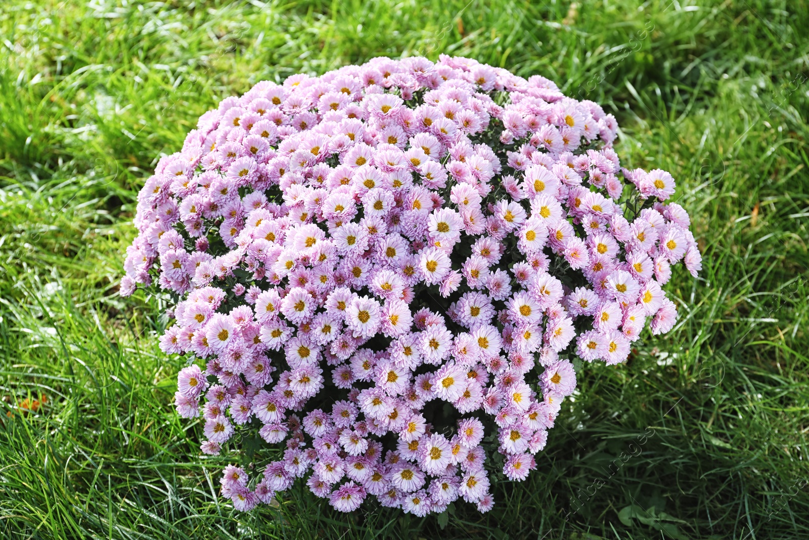 Photo of Beautiful colorful chrysanthemum flowers on green grass