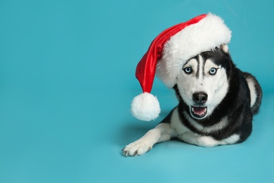 Cute Siberian Husky dog in Santa hat on blue background. Space for text