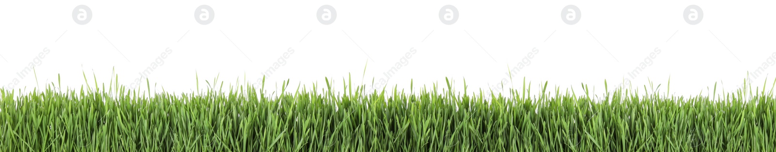 Image of Fresh green grass on white background, banner design. Spring season