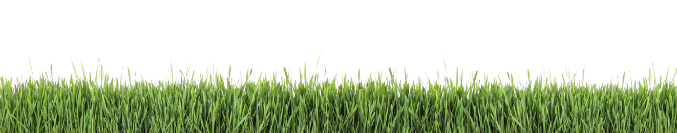 Image of Fresh green grass on white background, banner design. Spring season