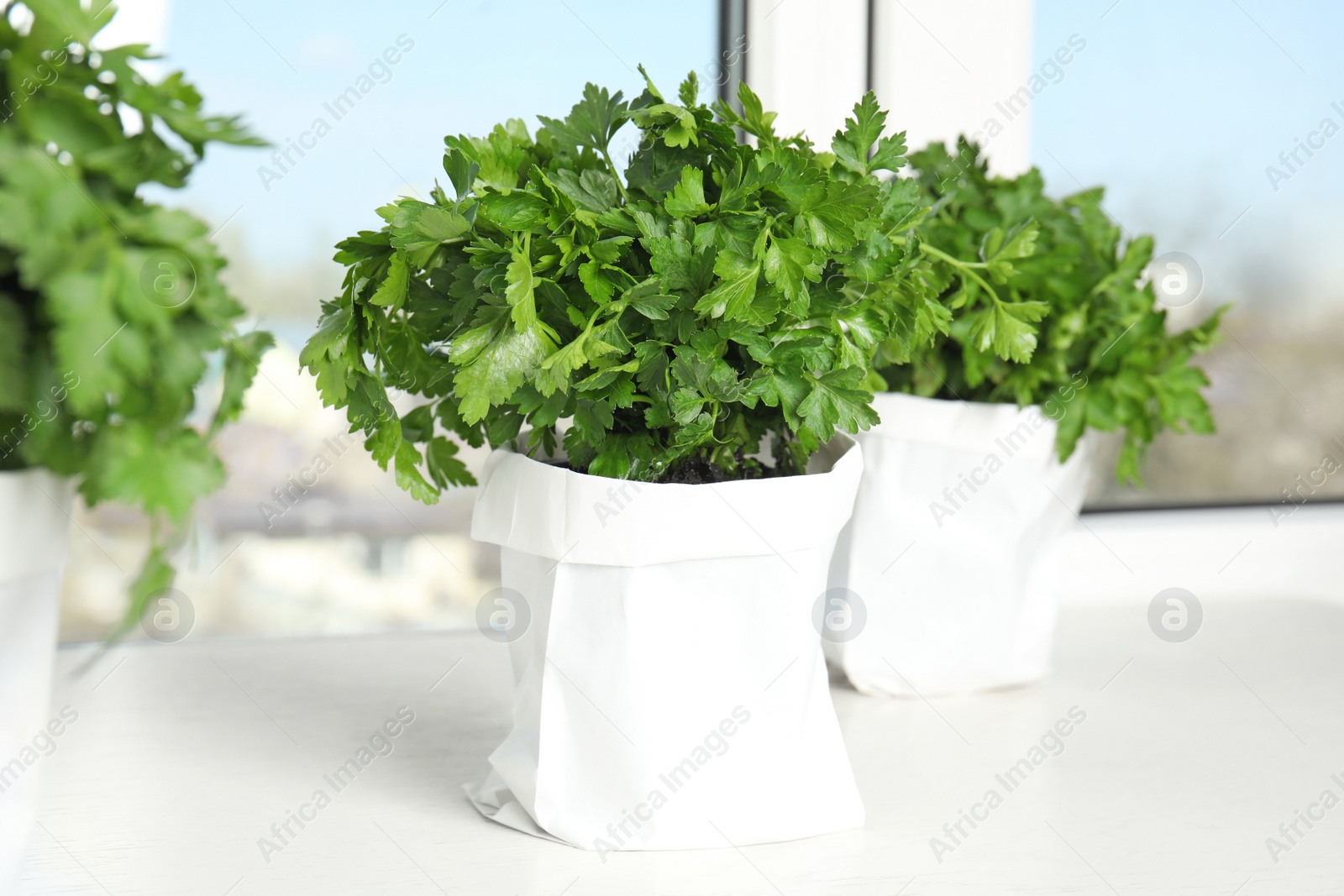 Photo of Pots with fresh green parsley on window sill