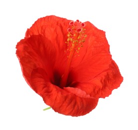 Photo of Beautiful red hibiscus flower isolated on white