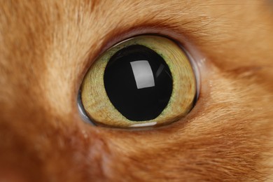 Photo of Cute ginger domesticated cat, macro view of eye