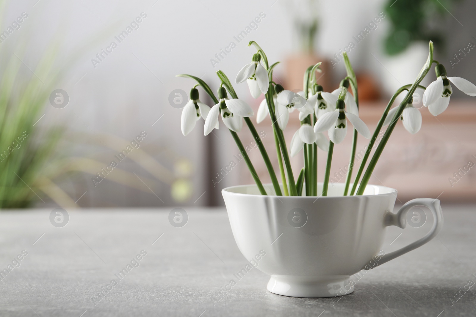 Photo of Beautiful snowdrop flowers in cup on light grey table, space for text