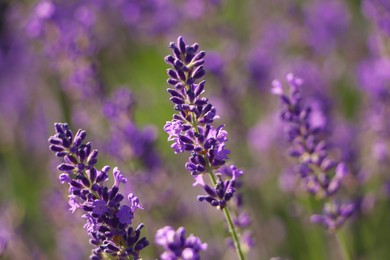 Photo of Closeup view of beautiful lavender in field on sunny day