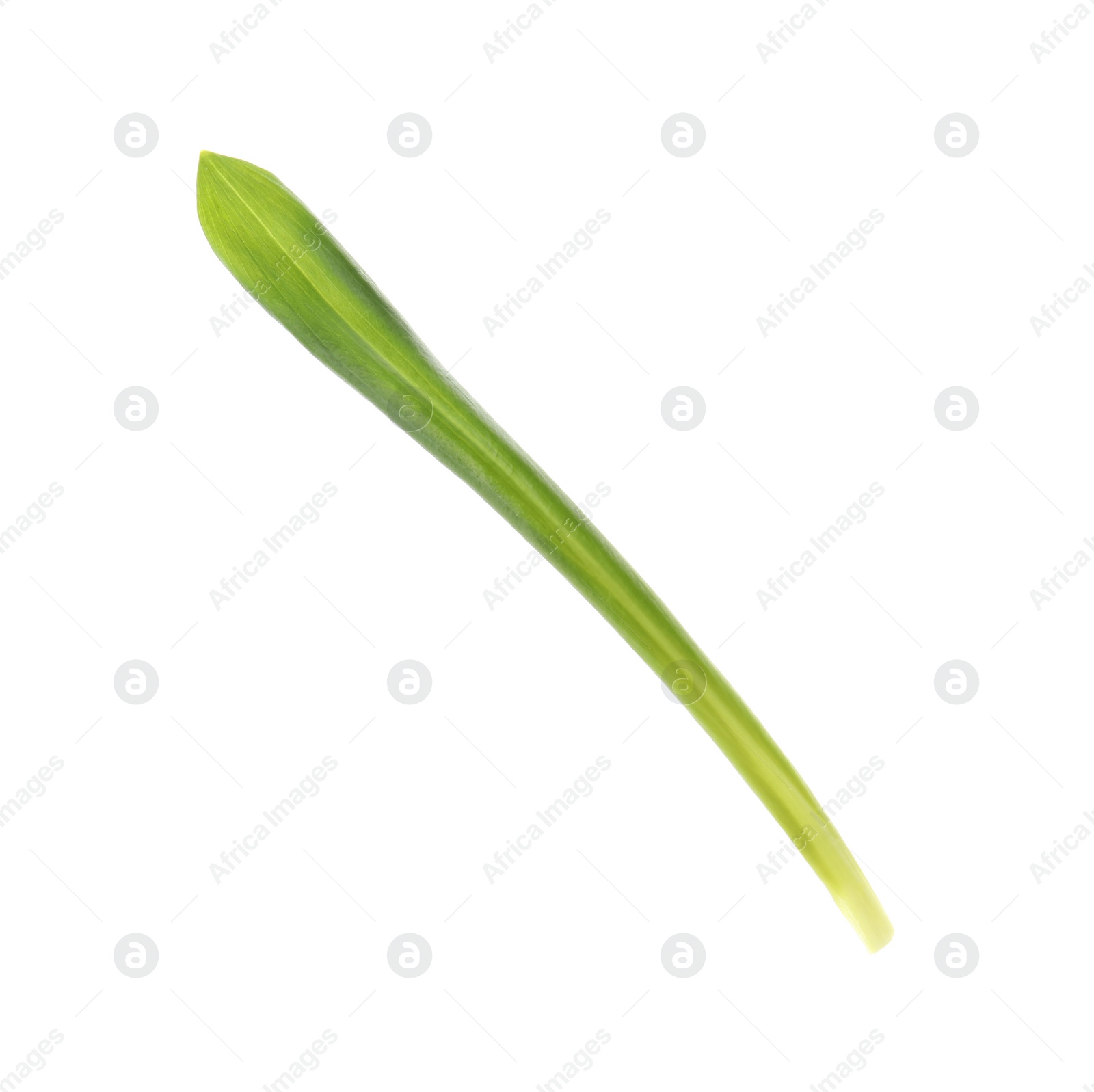 Photo of Leaf of wild garlic or ramson isolated on white