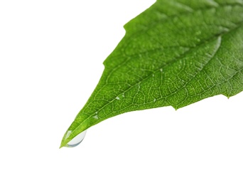 Photo of Beautiful green leaf with water drop on white background