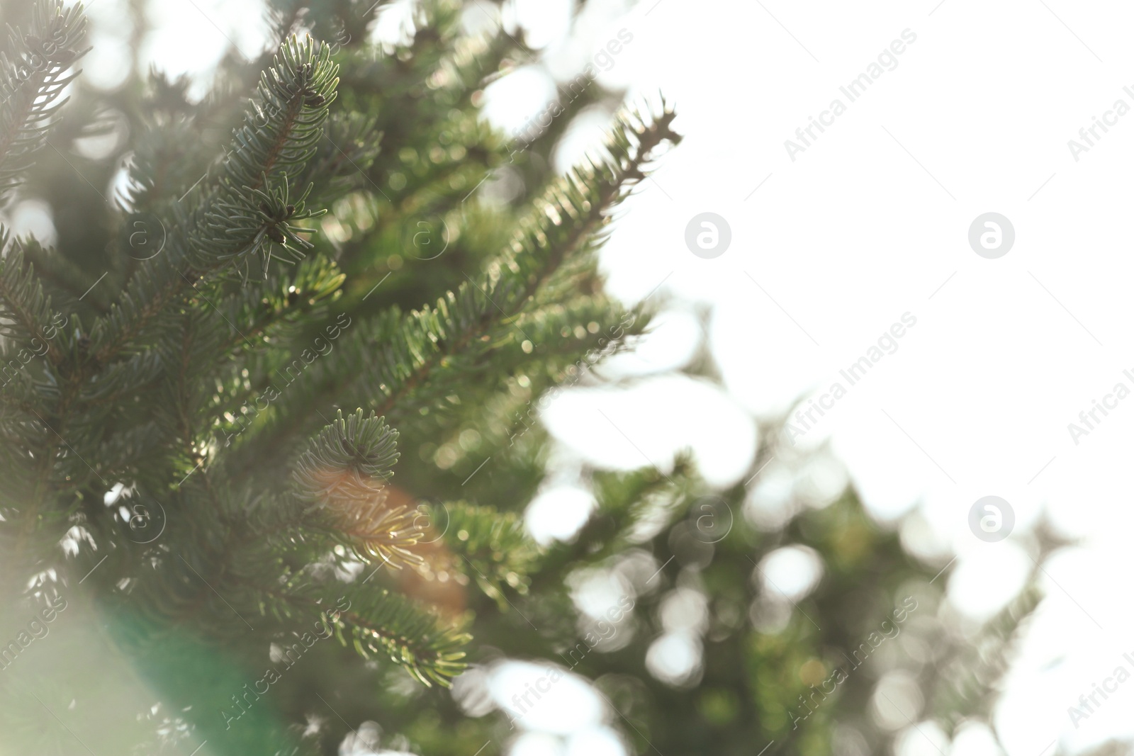 Photo of Beautiful fir with green branches on white background, closeup