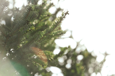 Beautiful fir with green branches on white background, closeup