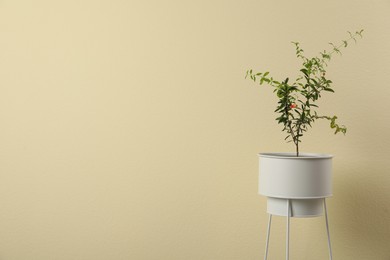 Photo of Pomegranate plant with green leaves in pot on stand near beige wall, space for text