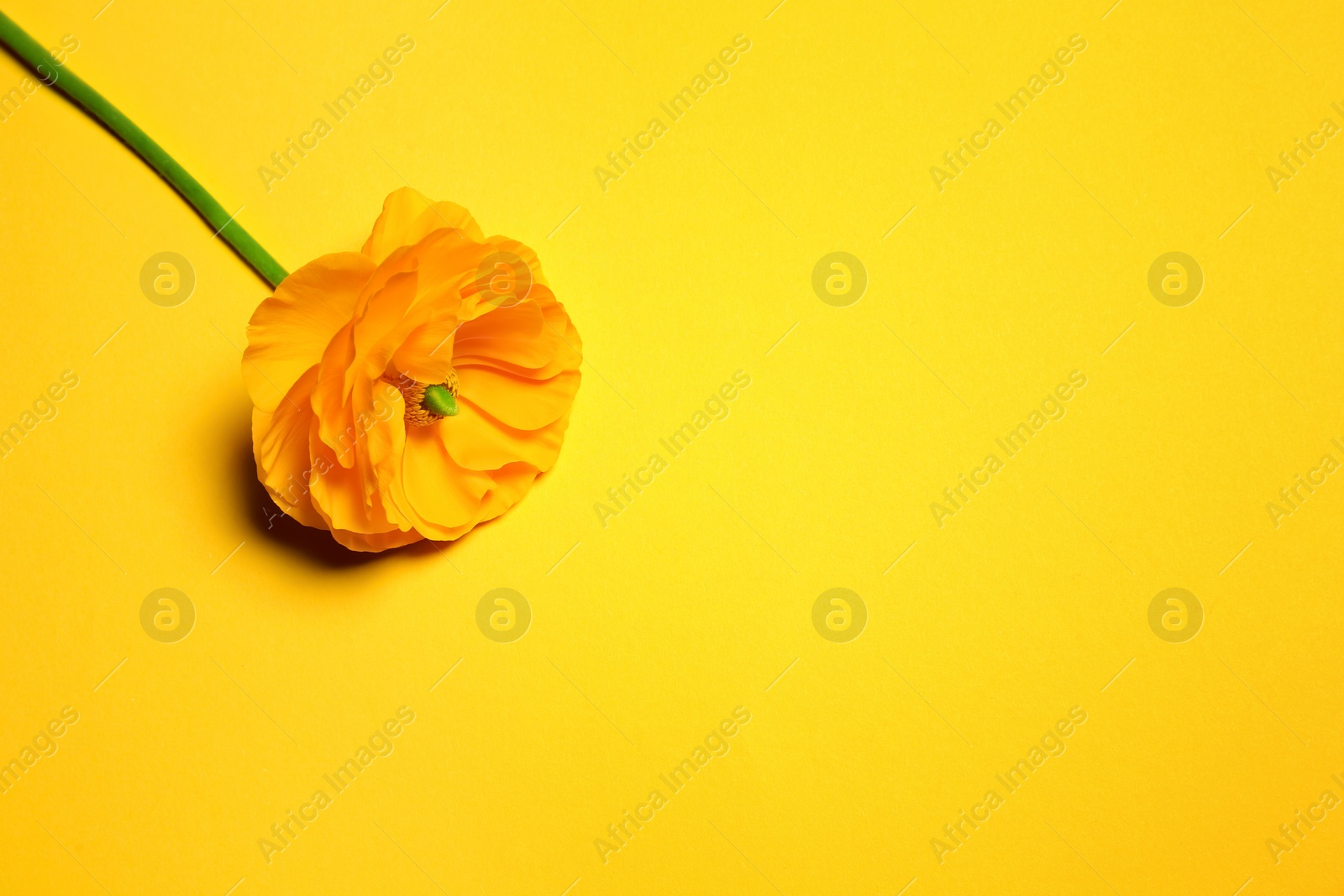 Photo of Beautiful ranunculus flower on color background