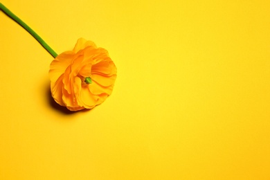 Beautiful ranunculus flower on color background