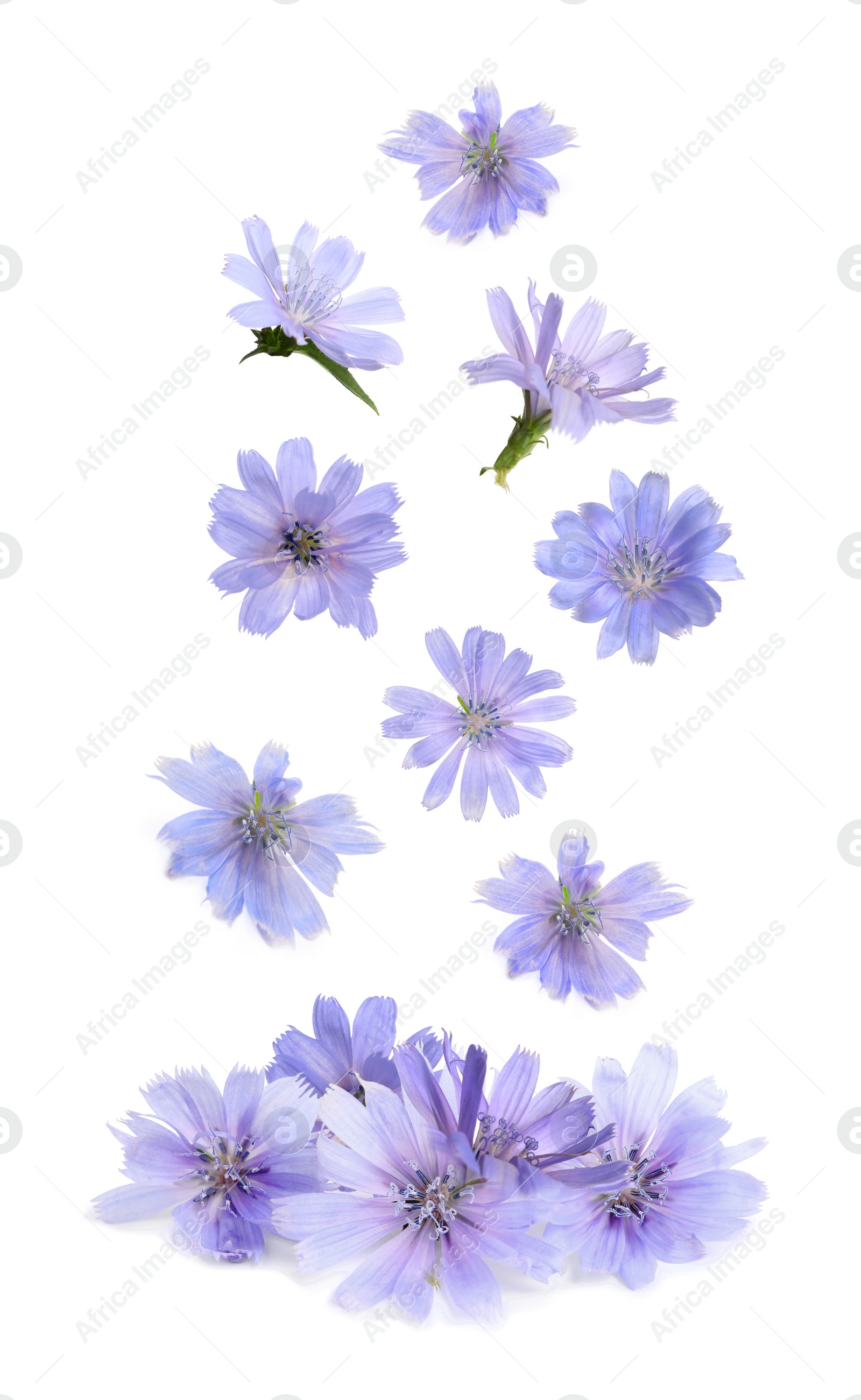 Image of Beautiful tender chicory flowers falling on white background 