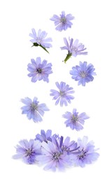 Beautiful tender chicory flowers falling on white background 