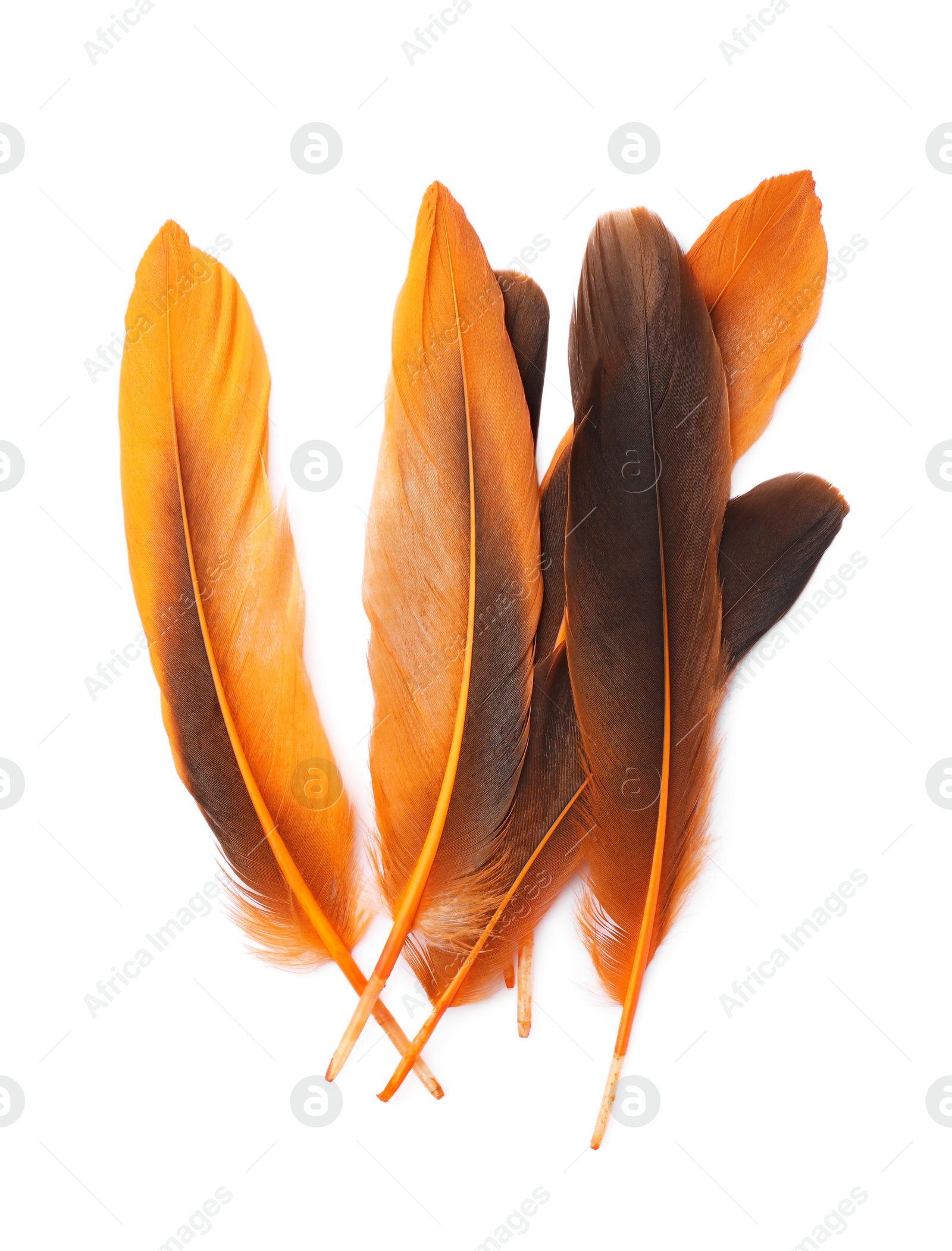 Photo of Many beautiful orange bird feathers isolated on white, top view