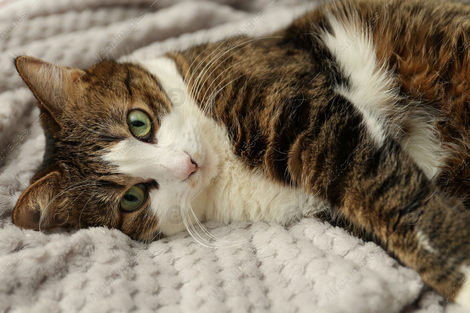 Photo of Cute pet. Cat with green eyes lying on soft blanket at home