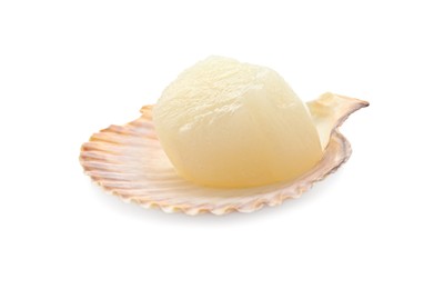 Fresh raw scallop in shell isolated on white