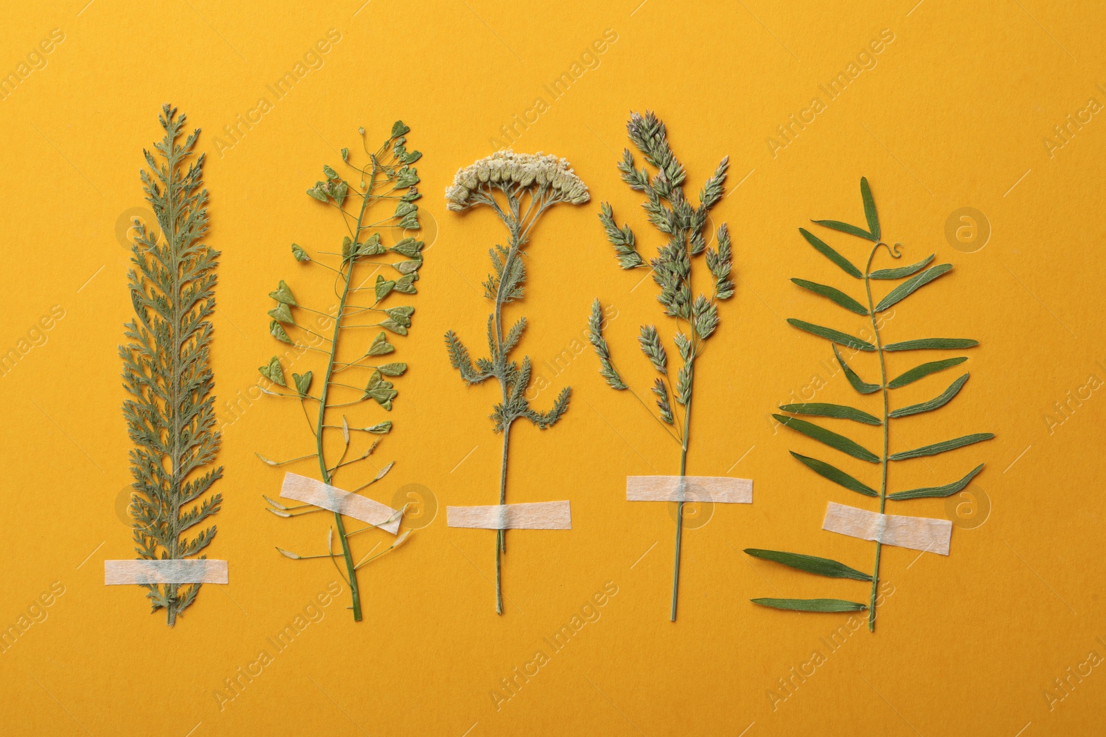 Photo of Pressed dried flower and plants on orange background. Beautiful herbarium