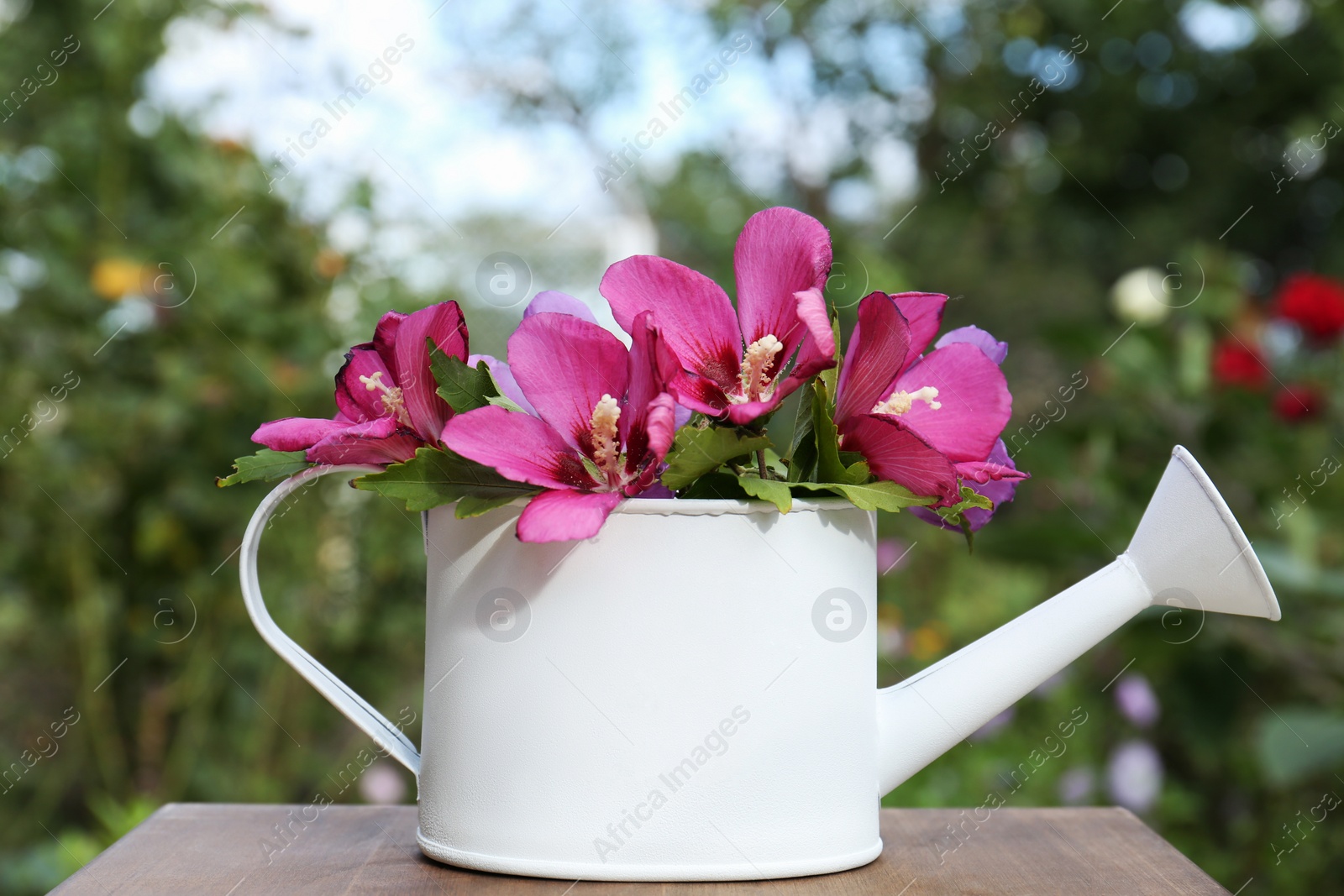 Photo of Beautiful flowers in watering can on wooden table outdoors