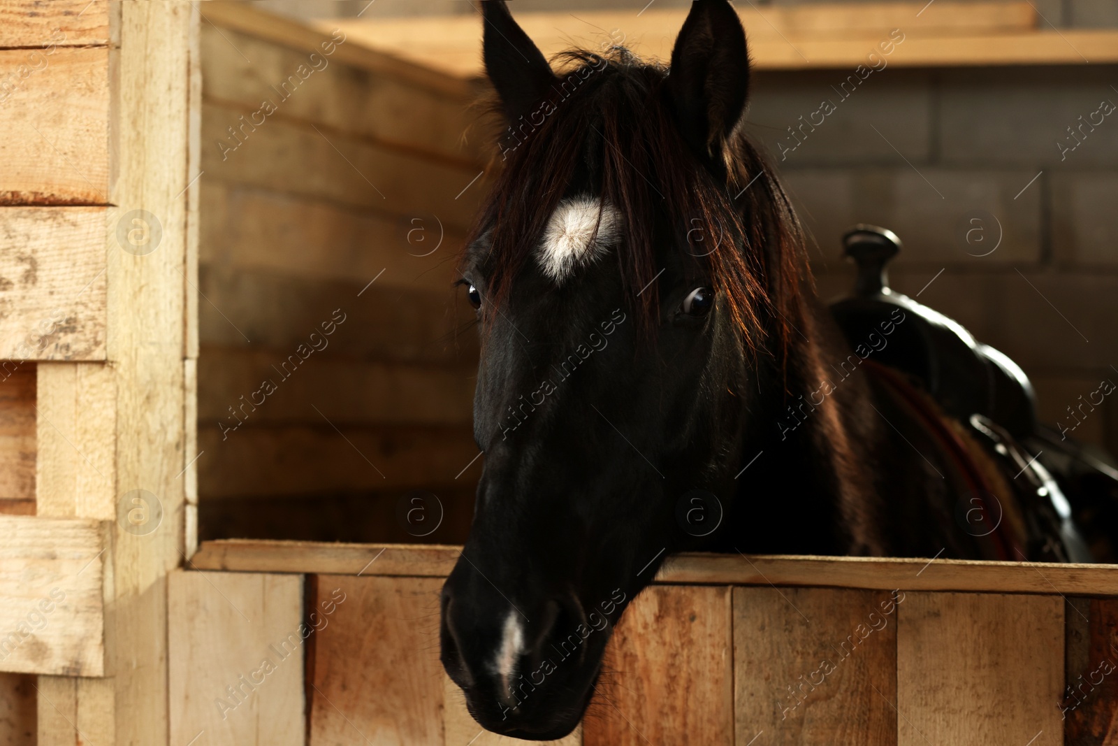 Photo of Adorable black horse in wooden stable. Lovely domesticated pet