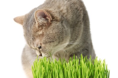 Cute cat and fresh green grass isolated on white