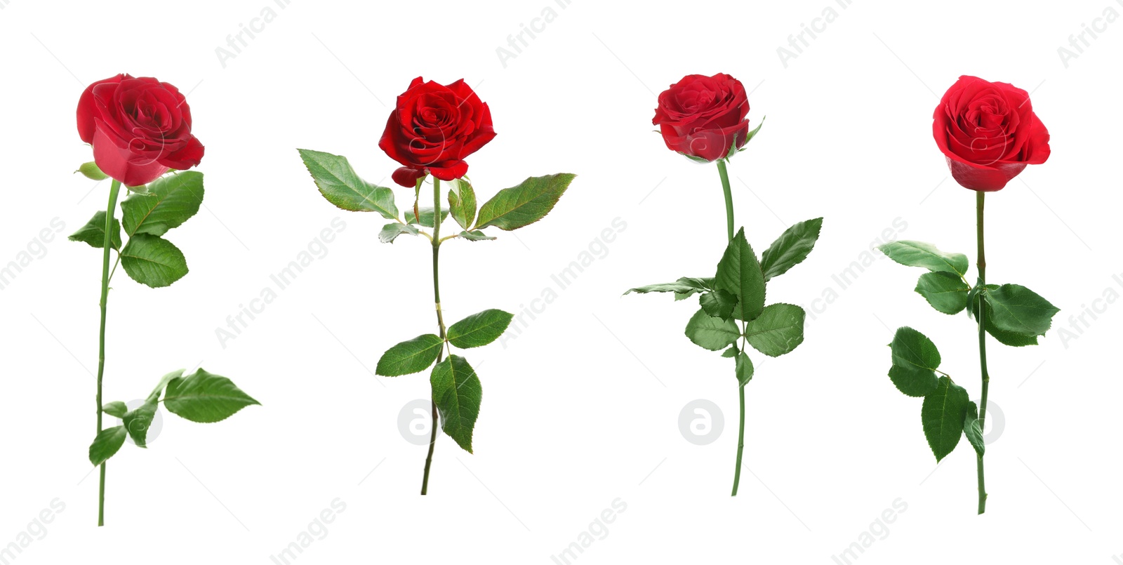 Image of Set of beautiful red roses on white background