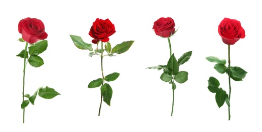 Image of Set of beautiful red roses on white background