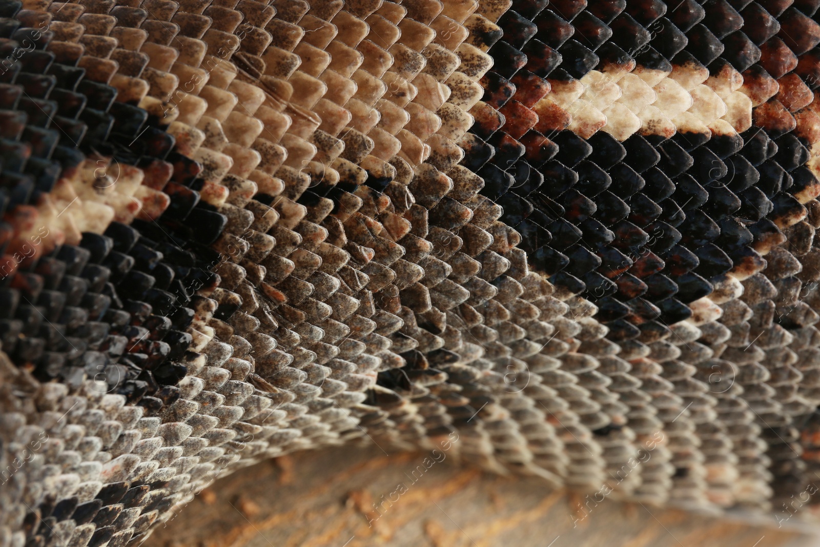 Photo of Closeup view of brown boa constrictor. Exotic snake