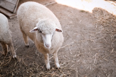 Photo of Cute funny sheep on farm. Animal husbandry