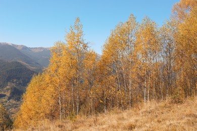 Photo of Beautiful mountain landscape with birch grove on sunny autumn day