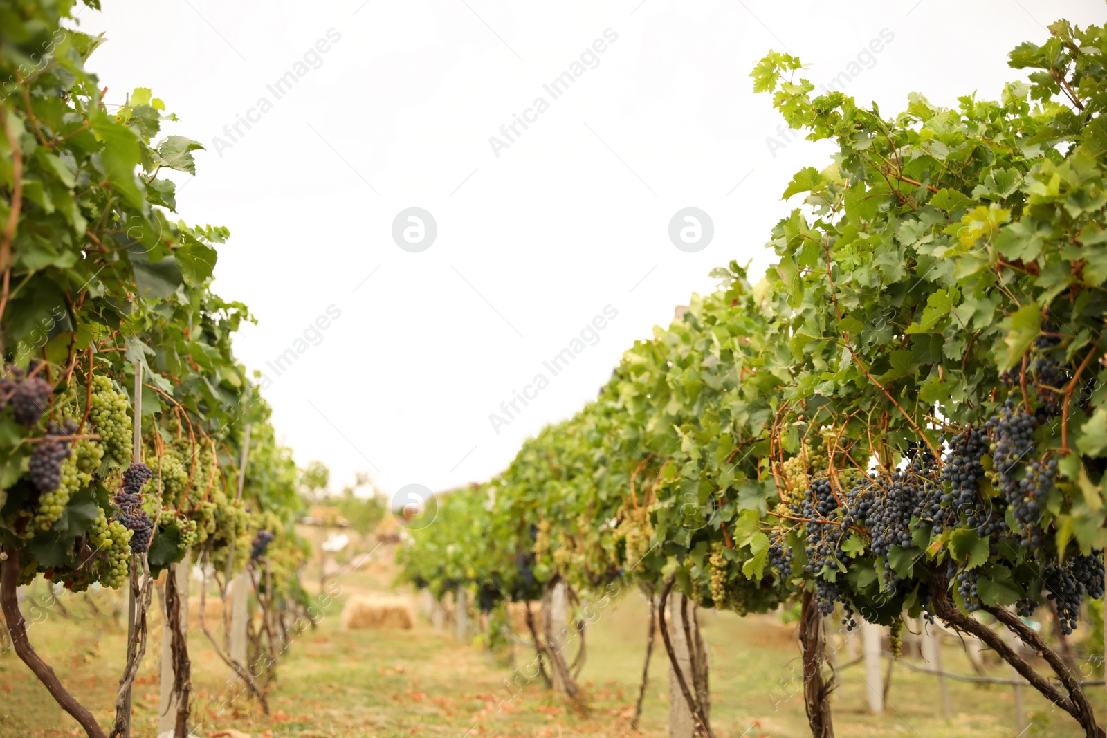 Photo of Beautiful view of vineyard with ripening grapes