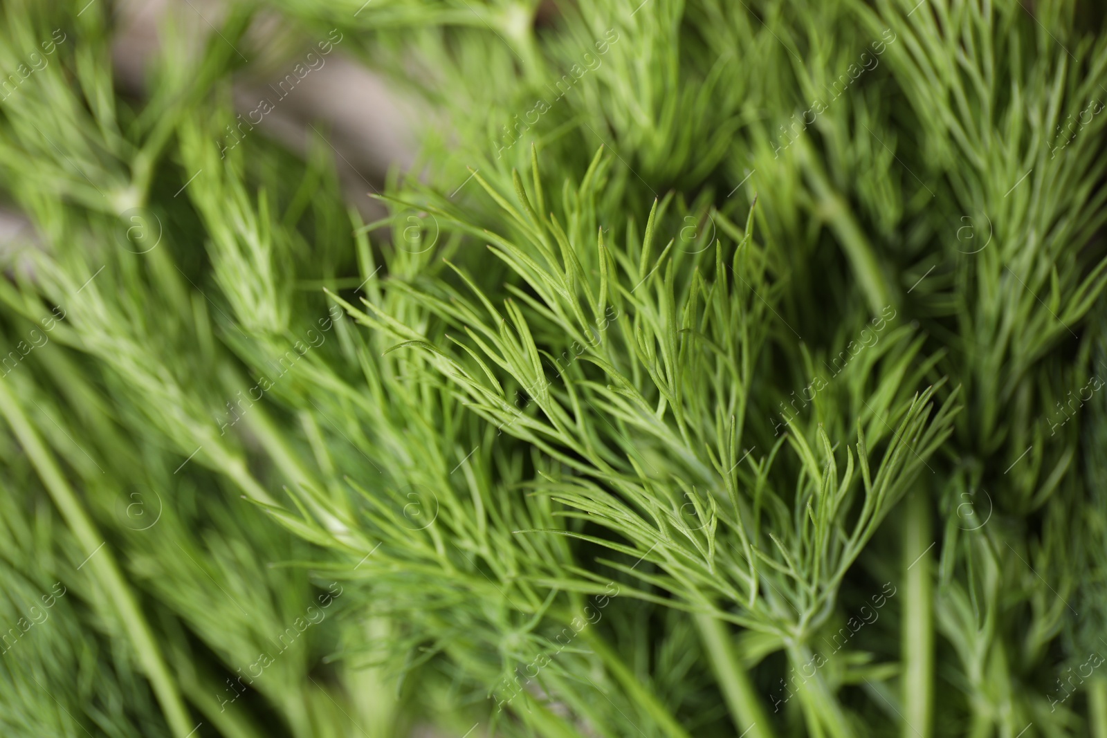 Photo of Sprigs of fresh green dill on table, closeup