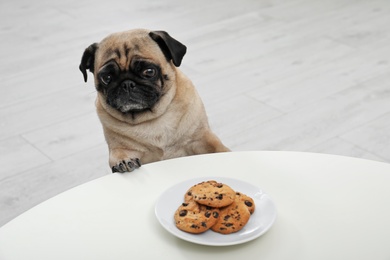 Happy cute pug dog with plate of cookies indoors