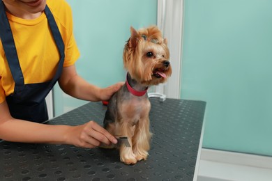 Photo of Professional groomer working with cute dog in pet beauty salon. Space for text