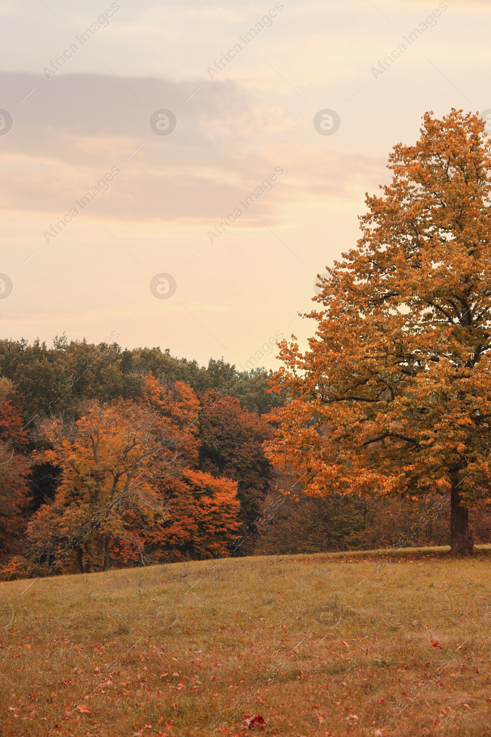 Photo of Beautiful view of meadow in autumn forest