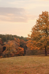 Photo of Beautiful view of meadow in autumn forest